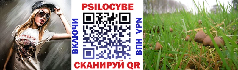 Псилоцибиновые грибы Psilocybine cubensis  Новопавловск 